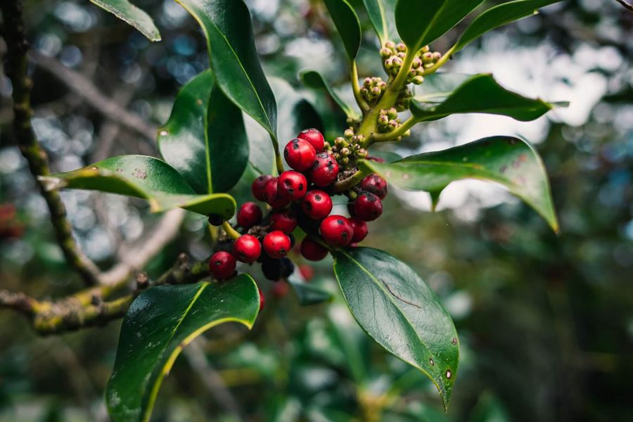 Evergreen berries