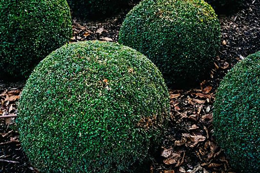 Evergreen shrubs
