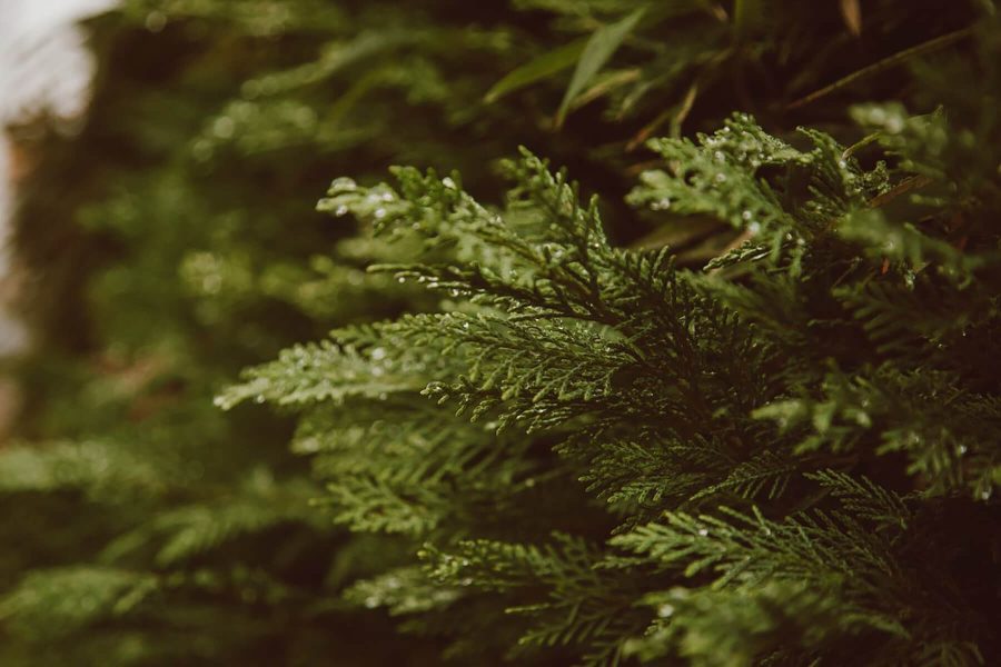 Evergreen branches