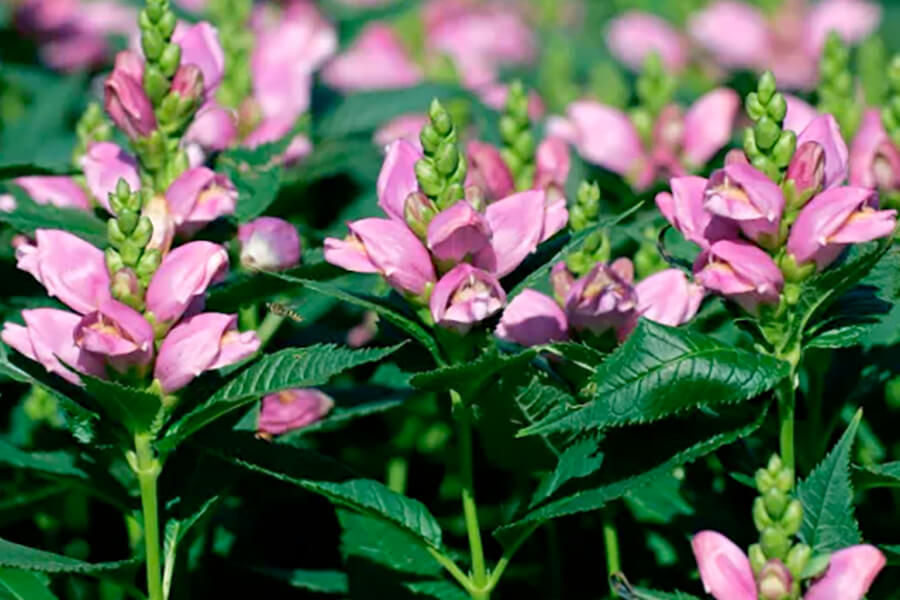Pink Turtlehead