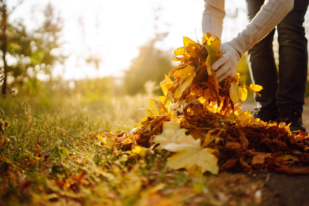 Fall Cleanup
