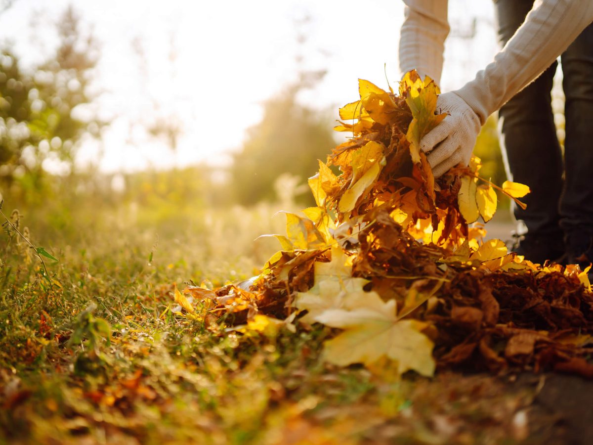 Fall Cleanup