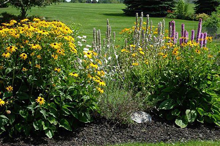 Backyard Landscaping