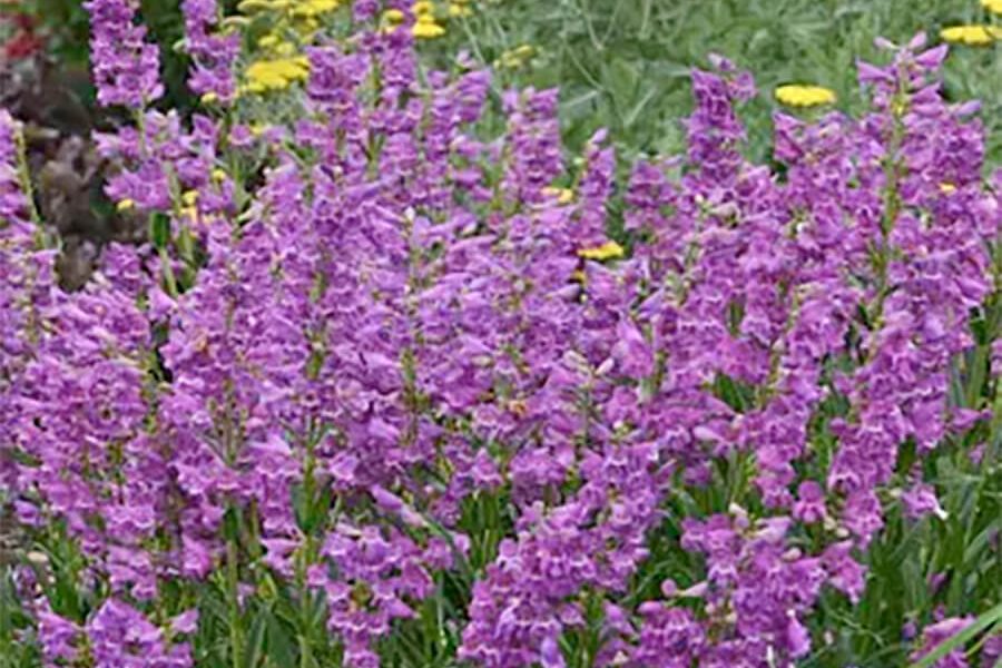 Beardtongue