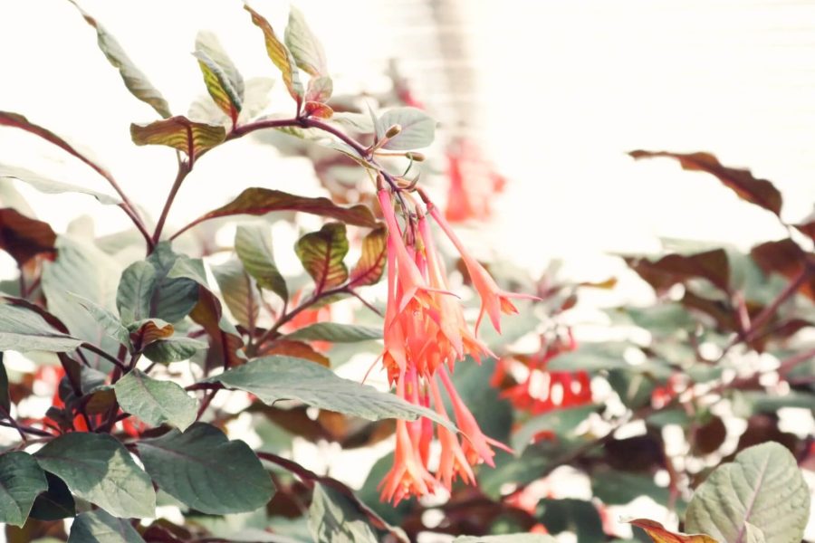 Bush Honeysuckle
