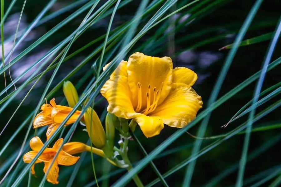 Daylilies