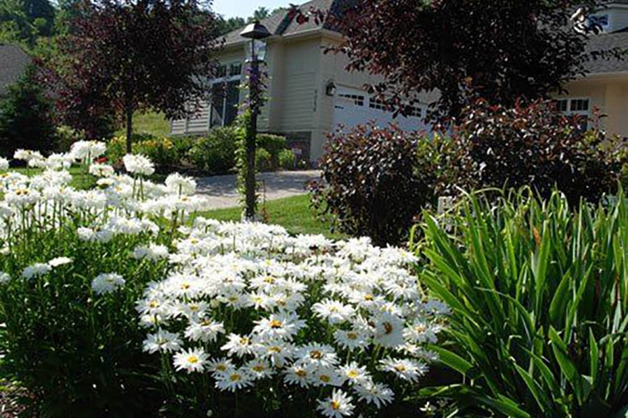 Front Yard Landscaping