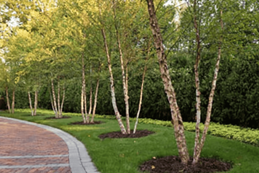 Heritage River Birch