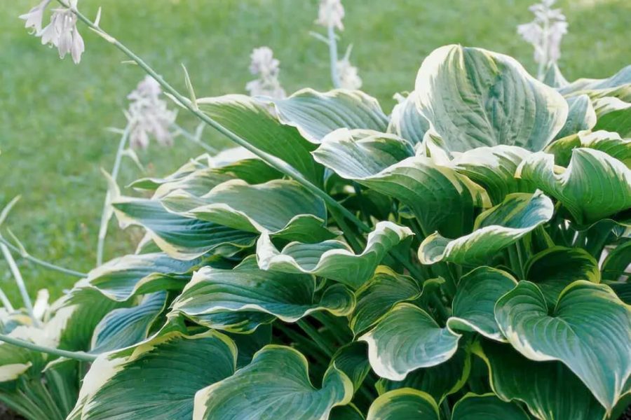 Hostas