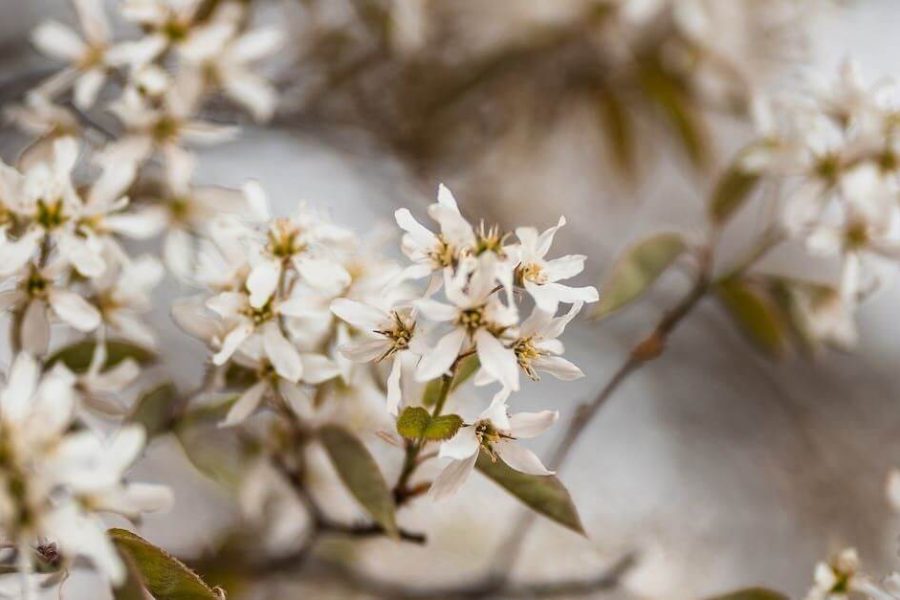 Juneberry / Serviceberry