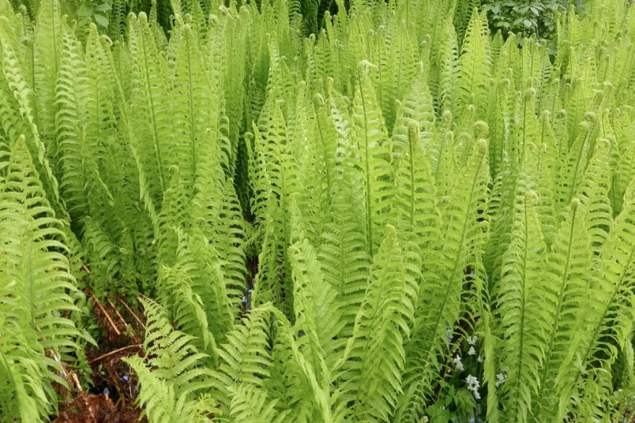 Ostrich Fern