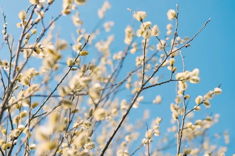 Pussy Willow